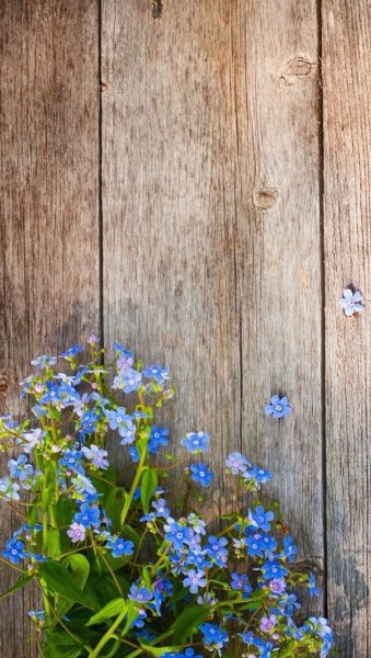 Красивый фон