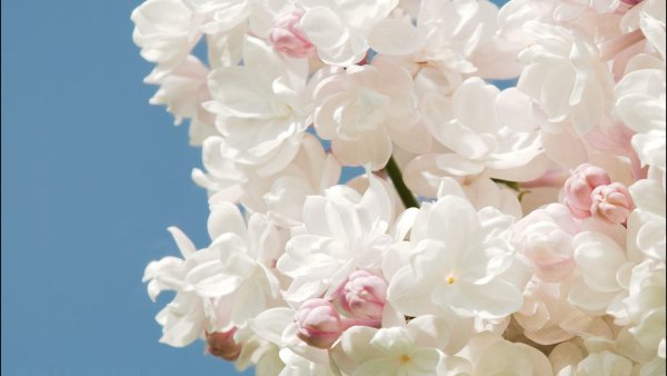 Весна на экран блокировки