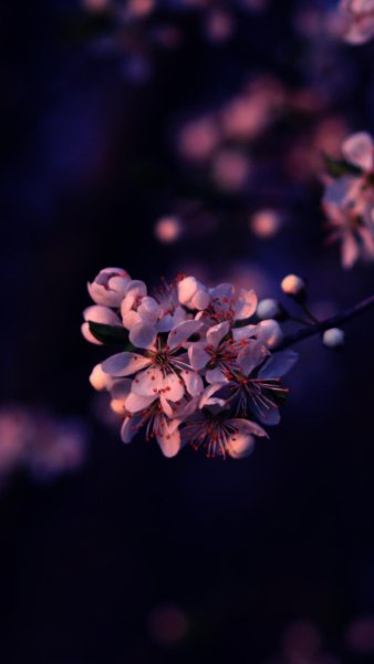 Черри блоссом Эстетика