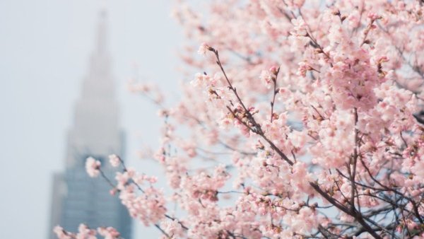 Синие весенние цветы