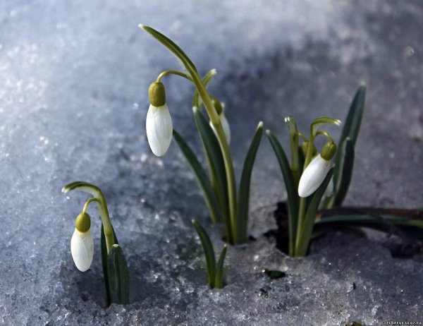Поздравления с днём весны