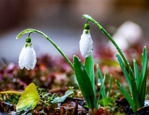 Весна пришла
