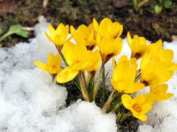 Открытки с весной