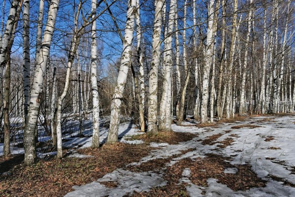 Берггольц Лесной Ручеек