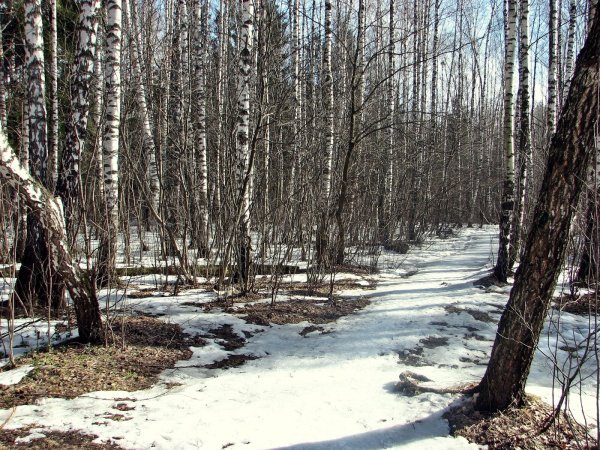 Ранняя Весна в Сибири
