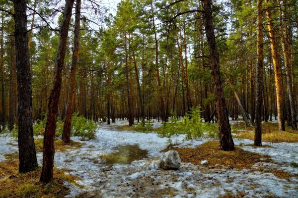 Весенний лес со снегом