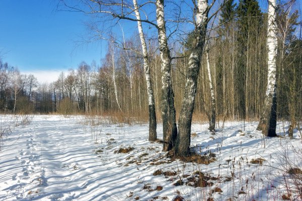 Лес ранней весной