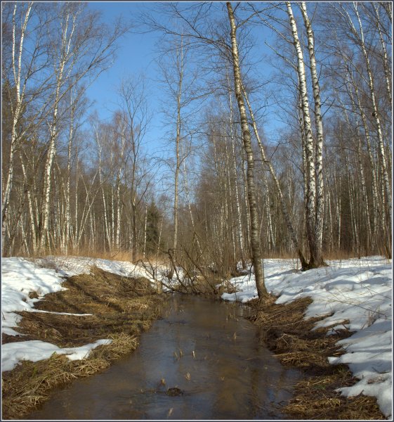 Весенний лес в Сибири