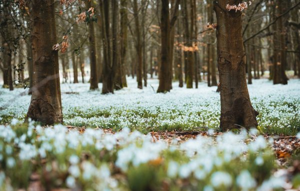 Лес в марте