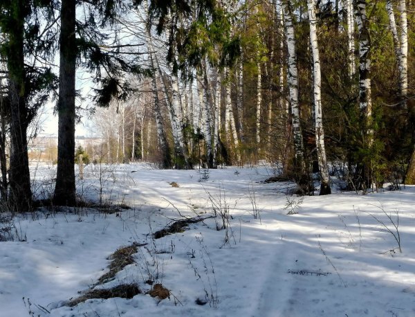 Весенний лес с проталинами