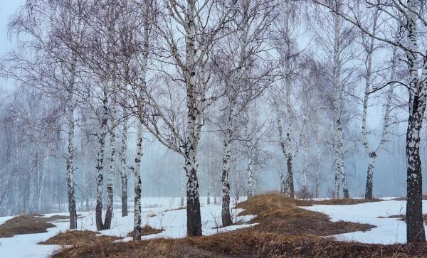 Весна в лесу