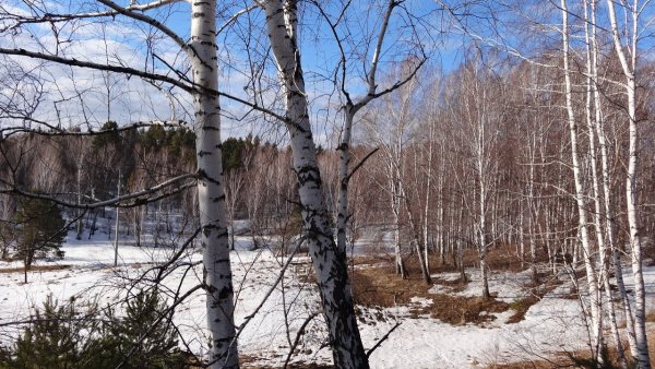 Весенняя береза