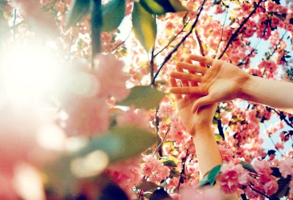 Цветы Сакуры