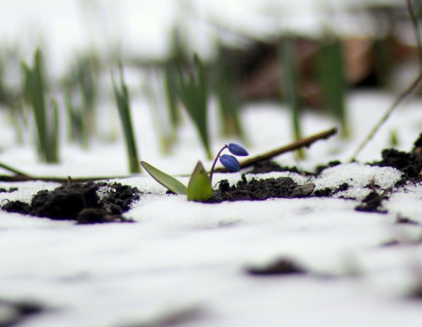 Весна рисунок