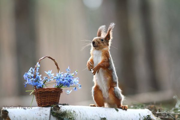 Весна животные