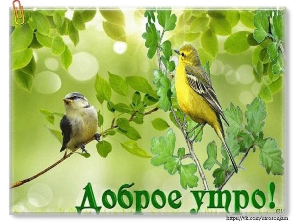 Доброе утро с птицами