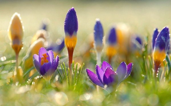 Птицы ранней весной