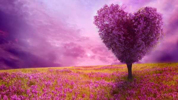 Первоцветы галантусы