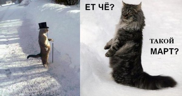 Мартовский кот демотиватор