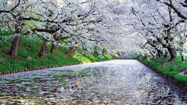 Цветущее дерево у реки