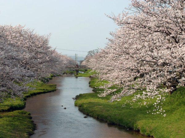 Цветущий сад