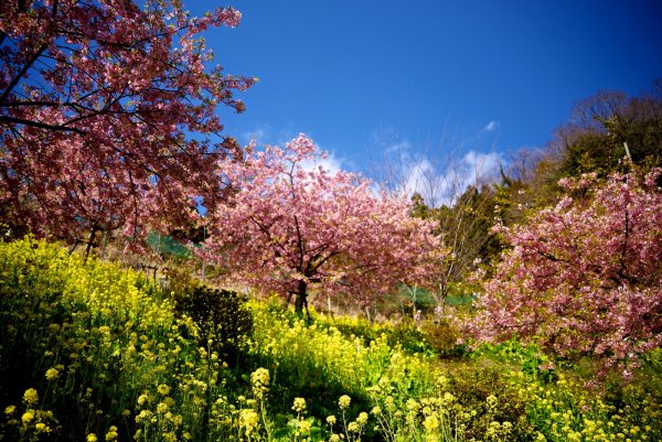 Весна ручьи подснежники