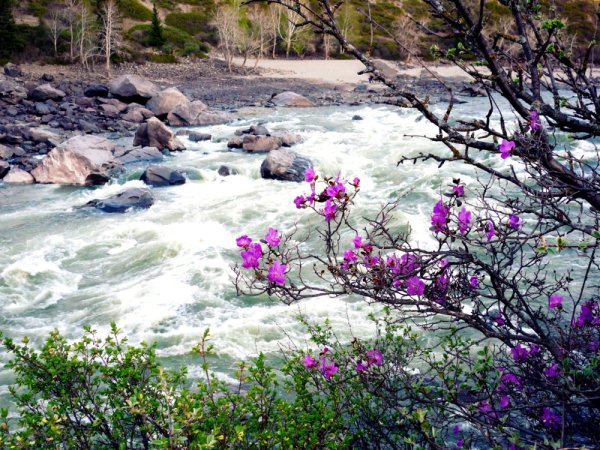 Горный Алтай горные ручьи