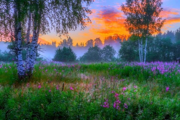 Цветы в горах