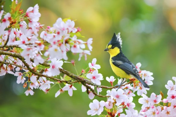 Птица на цветущей ветке