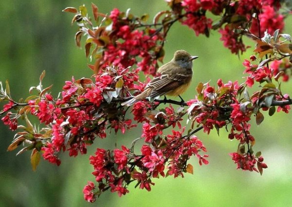 Птицы весной