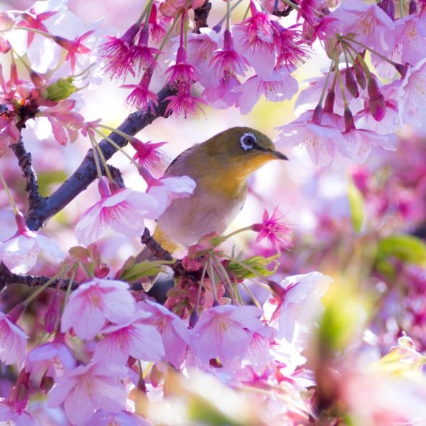Птичка на Сакуре