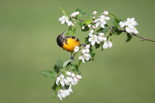 Весна птицы