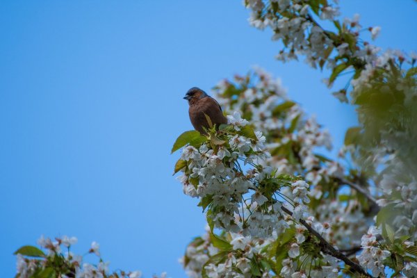 Птички в весеннем лесу