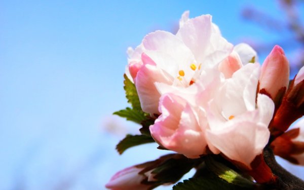 Обои на рабочий стол 1280х1024 Весна