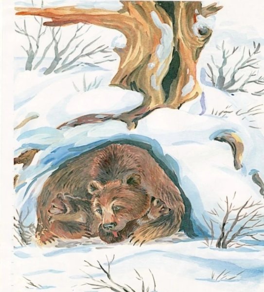 Медведь зимой в берлоге