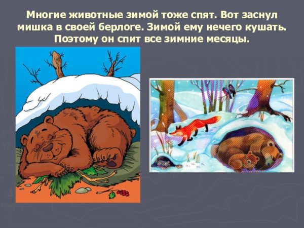 Как медведь готовится к зиме