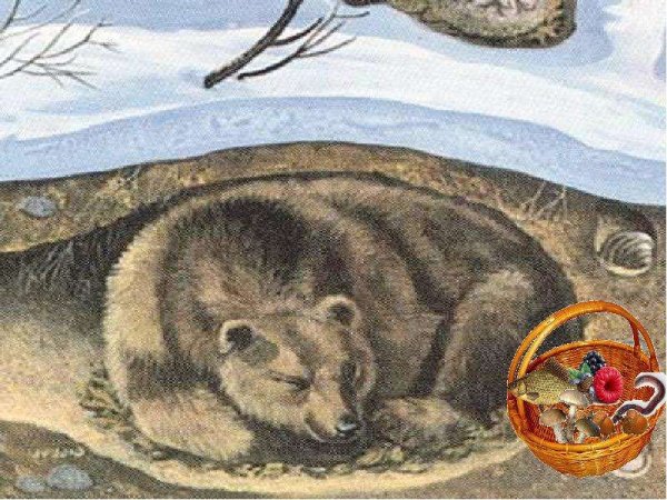 Медвежья Берлога Берлога медведя