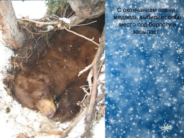 Медведь зимой спит в берлоге