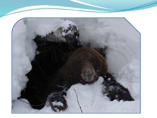 Медведь проснулся