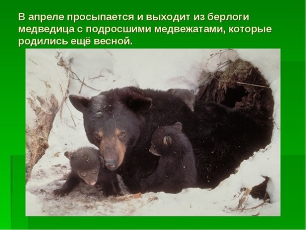 Медведь с медвежатами в берлоге