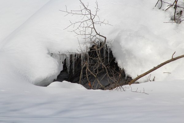 Берлога медведя