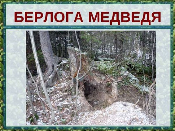 Бурый медведь спит в берлоге