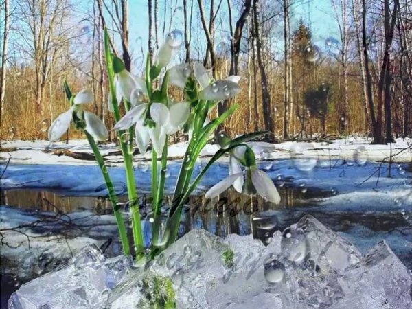 Сугробы весной