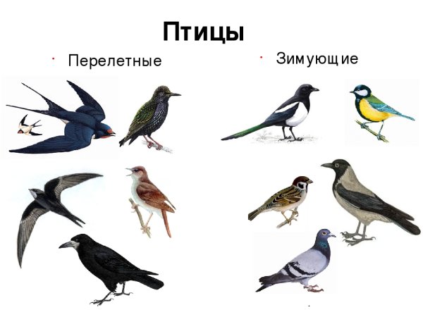 Зимующие птицы и перелетные птицы с названиями