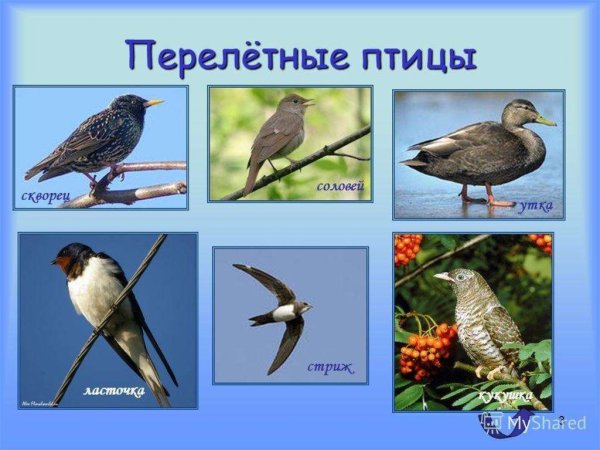 Перелетные птицы Забайкальского края