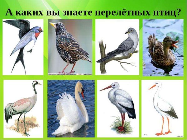 Перелетные птицы для дошкольников