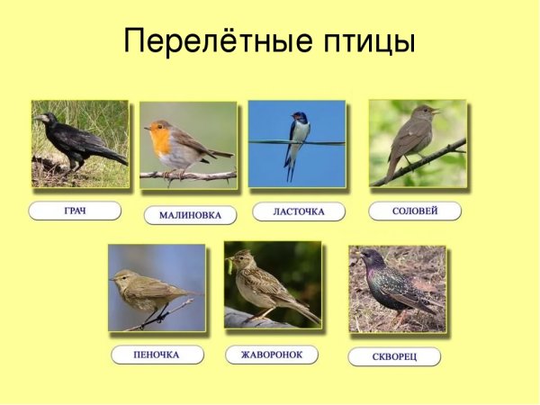 Перелетные птицы Курганской области