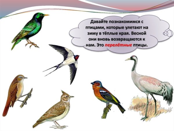 Птицы которые улетают в теплые края на зиму
