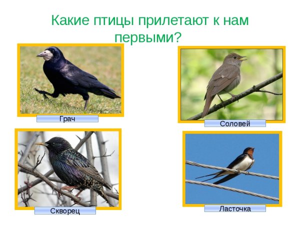 Ласточка, скворец, Грач, Соловей.