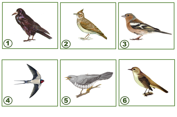 Зяблик и Жаворонок перелетные птицы